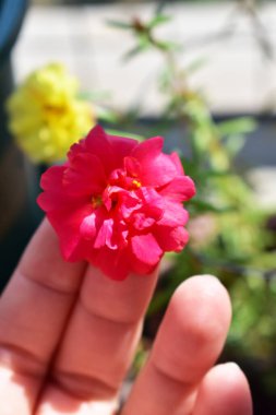 Portekiz ihtişamı ya da yosun gülleri ya da güneşli balkon arka planında Purslane, güneş ışığında yosun gülü