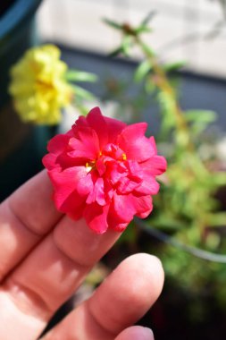 Portekiz ihtişamı ya da yosun gülleri ya da güneşli balkon arka planında Purslane, güneş ışığında yosun gülü