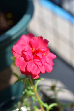 Portekiz ihtişamı ya da yosun gülleri ya da güneşli balkon arka planında Purslane, güneş ışığında yosun gülü