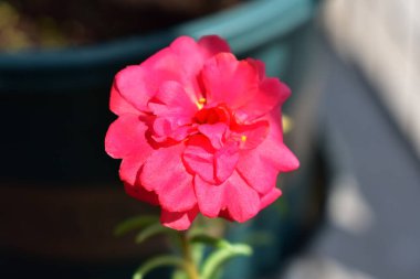 Portekiz ihtişamı ya da yosun gülleri ya da güneşli balkon arka planında Purslane, güneş ışığında yosun gülü