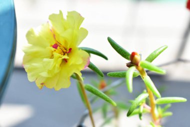 Portekiz ihtişamı ya da yosun gülleri ya da güneşli balkon arka planında Purslane, güneş ışığında yosun gülü