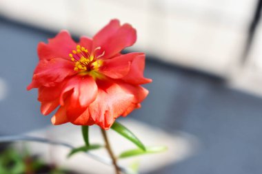 Portekiz ihtişamı ya da yosun gülleri ya da güneşli balkon arka planında Purslane, güneş ışığında yosun gülü
