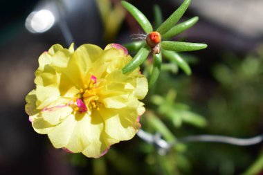 Portekiz ihtişamı ya da yosun gülleri ya da güneşli balkon arka planında Purslane, güneş ışığında yosun gülü