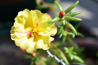 Portekiz ihtişamı ya da yosun gülleri ya da güneşli balkon arka planında Purslane, güneş ışığında yosun gülü