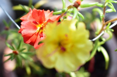 Portekiz ihtişamı ya da yosun gülleri ya da güneşli balkon arka planında Purslane, güneş ışığında yosun gülü