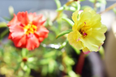 Portekiz ihtişamı ya da yosun gülleri ya da güneşli balkon arka planında Purslane, güneş ışığında yosun gülü