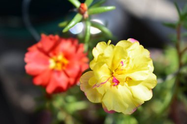 Portekiz ihtişamı ya da yosun gülleri ya da güneşli balkon arka planında Purslane, güneş ışığında yosun gülü