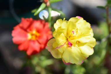 Portekiz ihtişamı ya da yosun gülleri ya da güneşli balkon arka planında Purslane, güneş ışığında yosun gülü