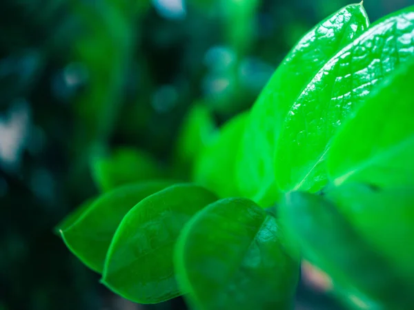 Fundo Abstrato Folhas Verdes Sobre Fundo Desfocado — Fotografia de Stock