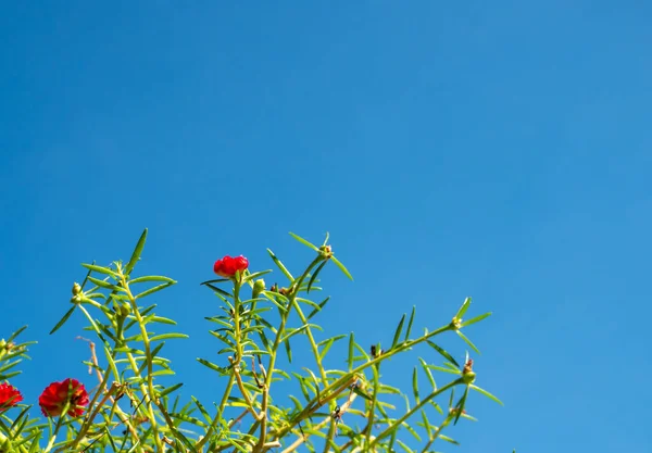 Arbusto Flor Roja Con Hojas Verdes Sobre Fondo Azul Del —  Fotos de Stock