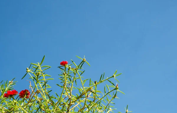 Arbusto Flor Roja Con Hojas Verdes Sobre Fondo Azul Del —  Fotos de Stock