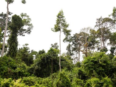 Yeşil orman beyaz arka planda izole