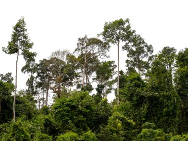 Yeşil orman beyaz arka planda izole
