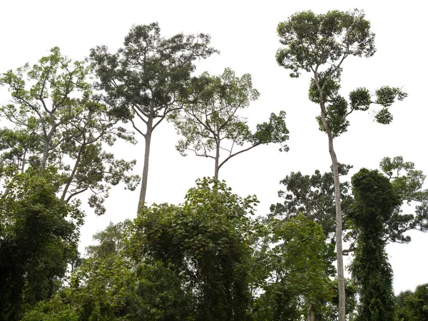 Foresta Verde Isolata Sfondo Bianco — Foto Stock