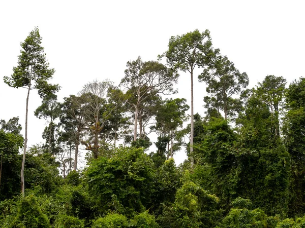 Yeşil orman beyaz arka planda izole