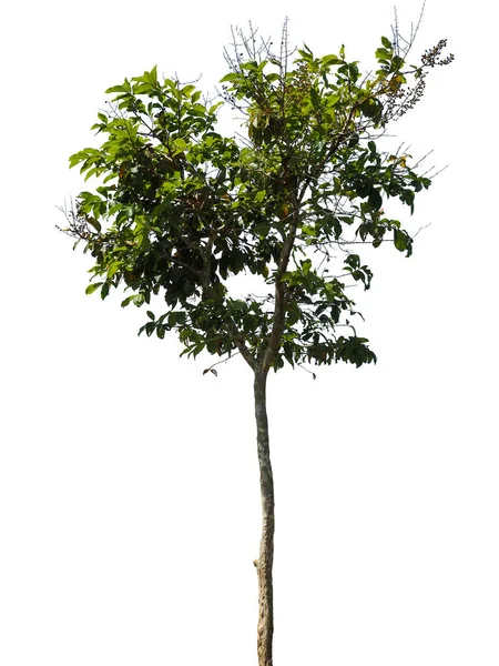 Drzewa Porze Deszczowej Izolowane Białego Tła — Zdjęcie stockowe