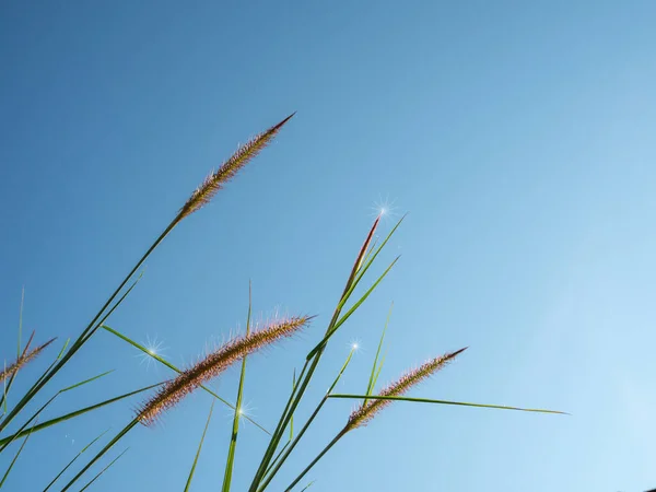 stock image Close up of grass flowers On a sky background.soft focus images. selective focus