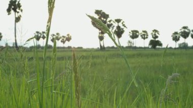 The green grass flower was gently blown by the wind, beautifully. There is meadow a blurred background.