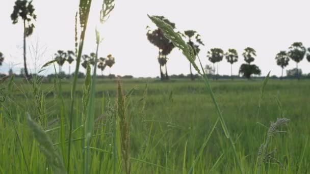 Green Grass Flower Gently Blown Wind Beautifully Meadow Blurred Background — Stock Video