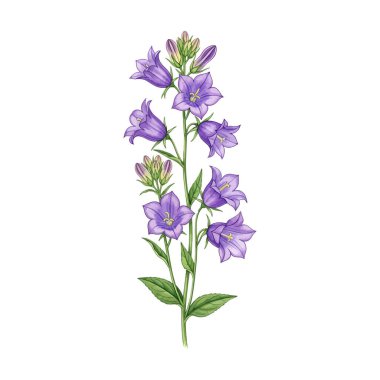 Watercolor Bellflower Botanical Illustration - Purple Campanula