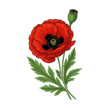 Red Poppy Flower Vector Illustration with Bud and Foliage