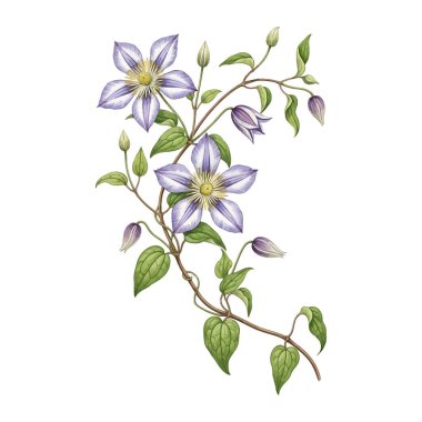 Watercolor Clematis Flower Vine Botanical Illustration