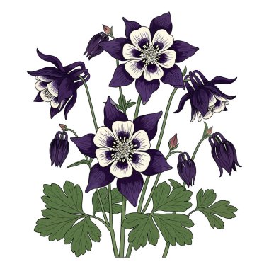 Dark Purple and White Columbine Flower Botanical Vector Illustration