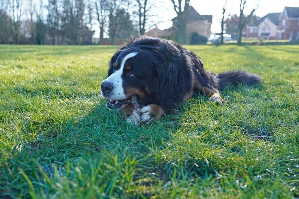 Bernese Mountain Dog chewing a stick in the park