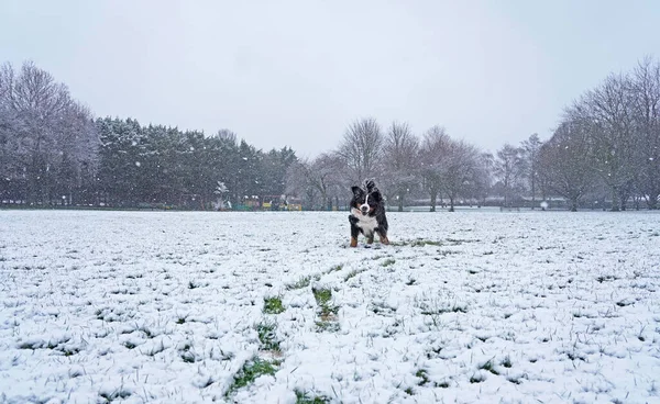 公園の雪の中で遊ぶベルネーゼ山犬 — ストック写真