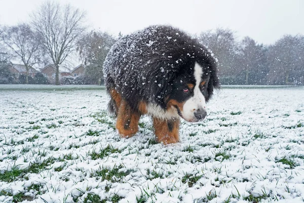 雪の中を歩く大きなバーネス山の犬 — ストック写真