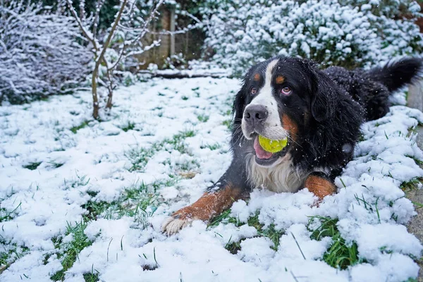 ベルネーゼ山犬は雪の中でボールで遊ぶ — ストック写真