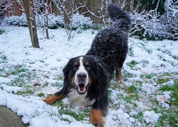 雪の中で遊ぶベルナーゼ山の犬 — ストック写真