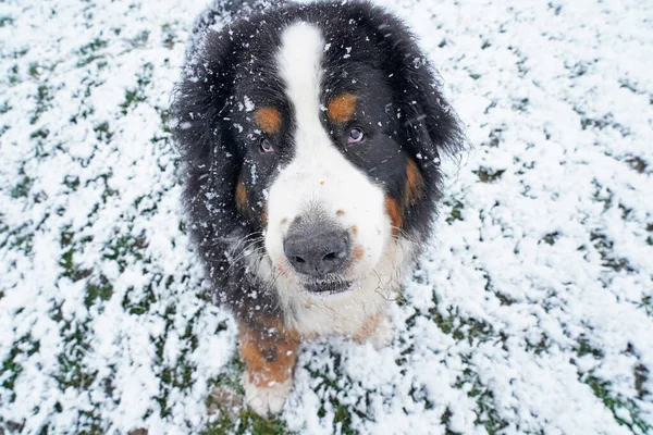 雪の中に立つ犬の肖像 — ストック写真