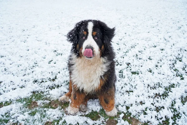 ベルネーゼ山犬は彼の鼻をなめる雪の中に座って — ストック写真