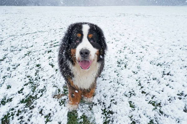 公園の雪の中に立つ幸せなベルネーゼ山犬 — ストック写真