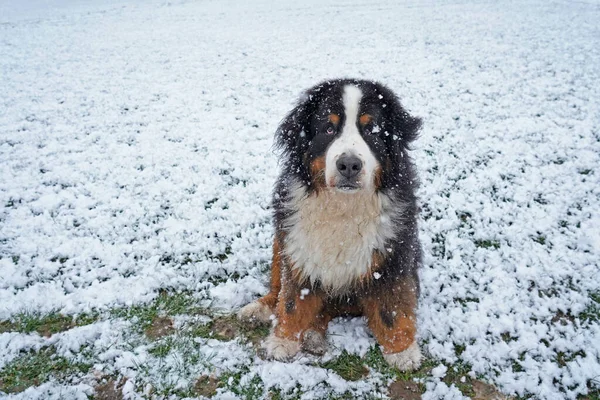 公園の雪の中に座っているベルネーゼ山犬 — ストック写真