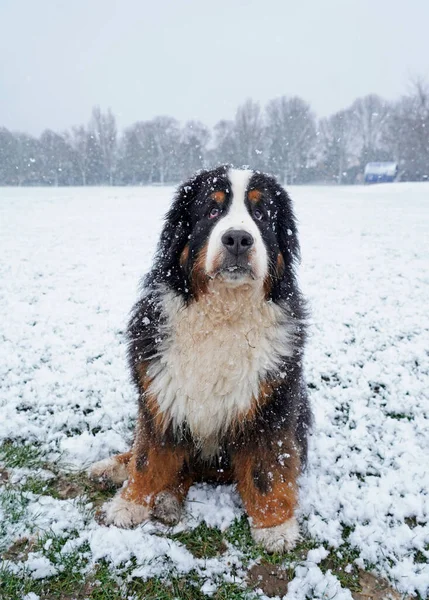雪の中の大型犬の肖像画 — ストック写真