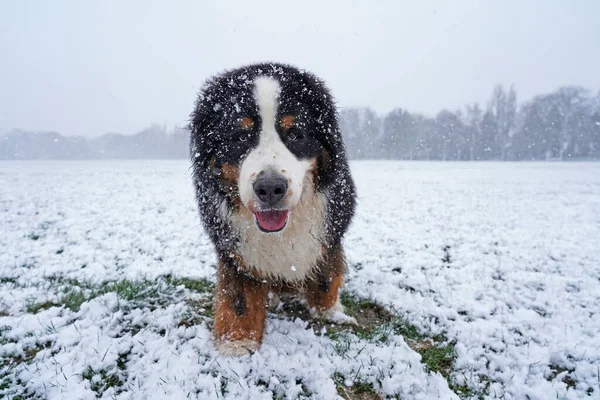 雪の中の公園に立つベルネーゼ山犬 — ストック写真