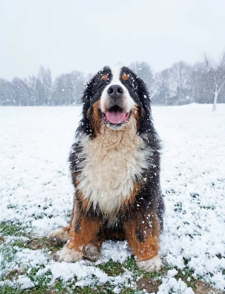 公園の雪の中に座っている幸せなベルネーゼ山の犬 — ストック写真