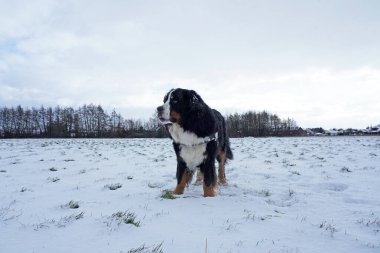 Bernese Dağ Köpeği tarlada kar tatilinin tadını çıkarıyor.