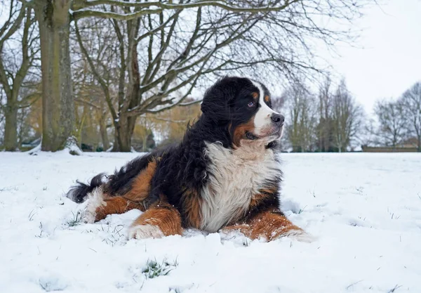 公園で雪を楽しむ大型犬ベルネーゼ山犬 — ストック写真