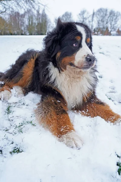 雪の中に寝そべっている犬 — ストック写真