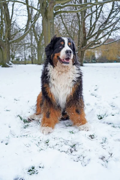 雪の中の幸せなベルネーゼ山犬の肖像 — ストック写真