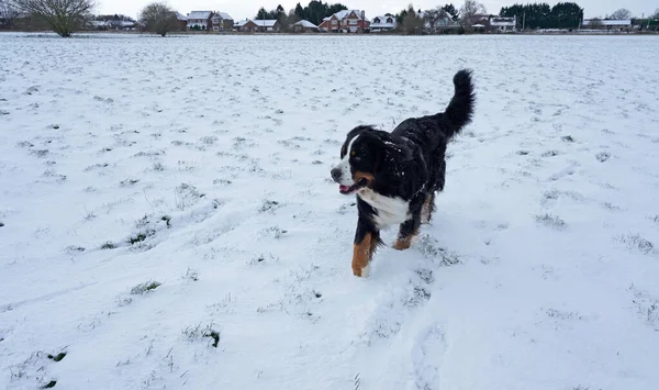 雪に覆われたフィールドで実行されているベルネーゼ山犬 — ストック写真