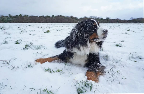 ベルネーゼ山犬雪の日を楽しむ — ストック写真