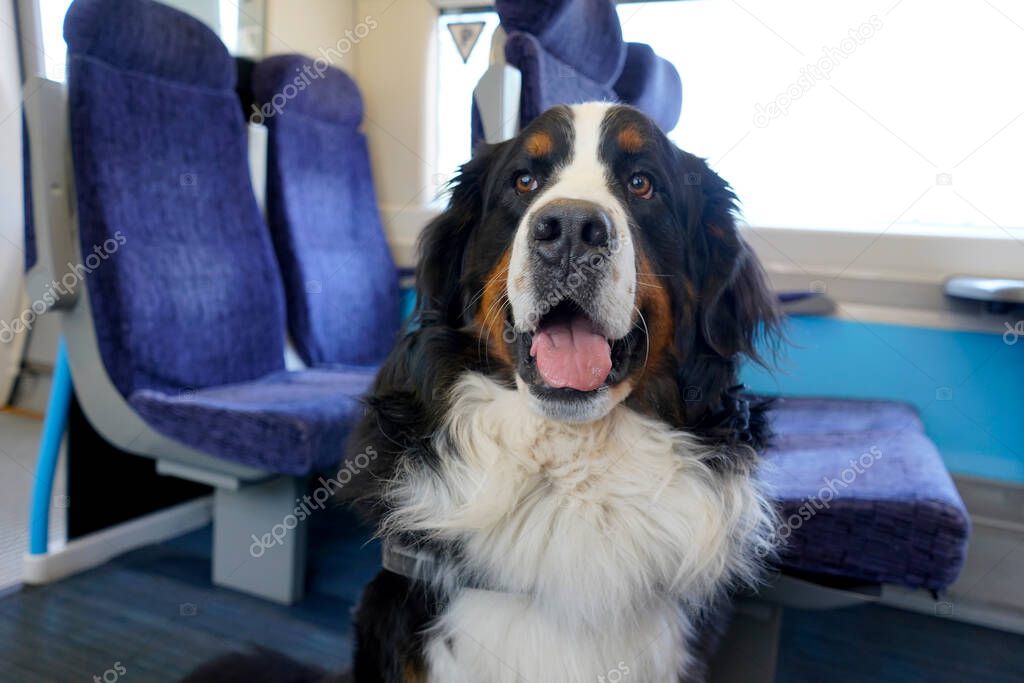 Happy large Bernese Mountain Dog on the train