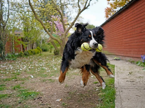 Szczęśliwy Duży Bernese Mountain Dog Skacze Górę — Zdjęcie stockowe