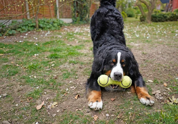 Heureux Grand Chien Montagne Bernois Jouer Avec Son Jouet — Photo