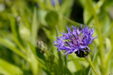 Bulanık yeşil arkaplanda mor çiçek 
