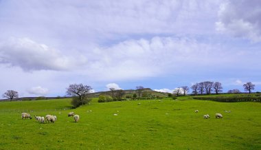 Baharda tarlada koyunlar, Yorkshire, İngiltere. 